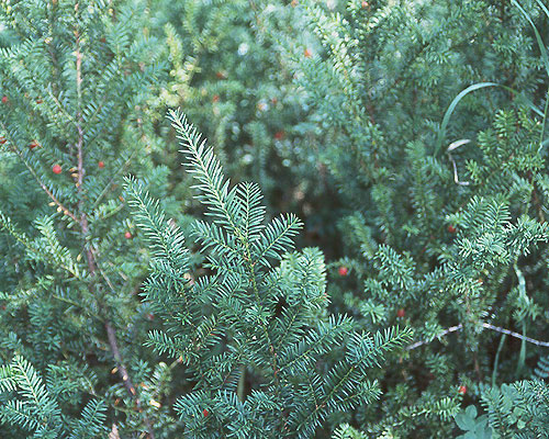 If du canada