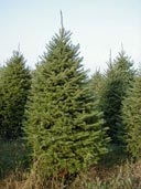 sapin beaumier image