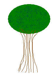 arbres feuillus