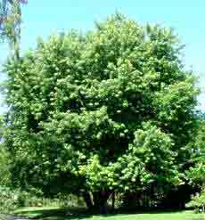 feuillus erable argente