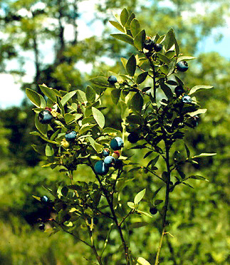 au-airelle-fausse-mirtille-bleuet