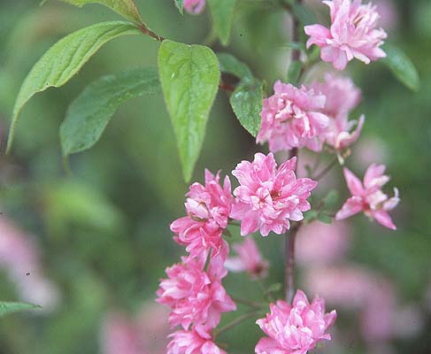 SOYEZ ATTRAYANTE dans Zen et belle au-amandier-japon-fleurs-roses