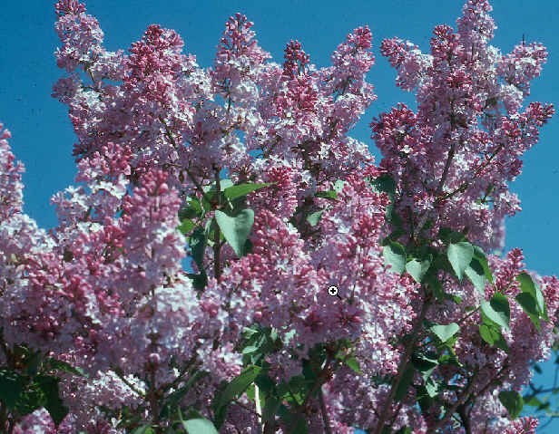 Lilas Commun De L am rique Du Nord Francais Et Anglais