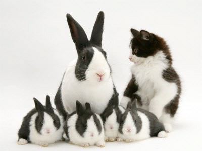 Images animaux de Pâques