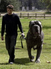 Le plus grand chien du monde