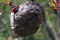 Comment enlever un nid de guêpes