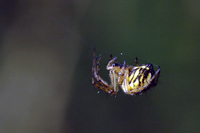 Comment se débarrasser des araignées