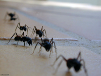 Comment se débarrasser des fourmis dans la maison