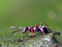 Comment se débarrasser des fourmis