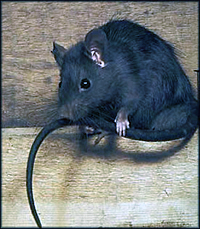 Comment se débarrasser des rats