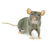 Comment se débarrasser des souris