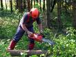 bucheron foret