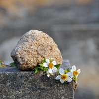 Example of a no flower death notice