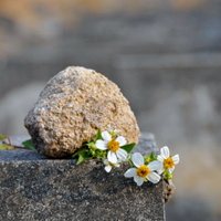 Un ejemplo de obituario sin flores